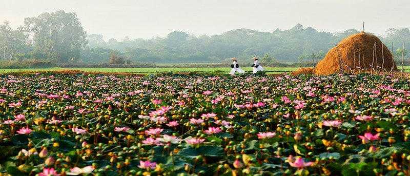 dong-thap-co-bay-thang-canh-tren-nhung-canh-dong-hoa-sen-thom-ngao-ngat-beto